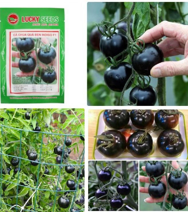 Hạt giống Cà Chua đen Mỹ F1 - gói 10 hạt
