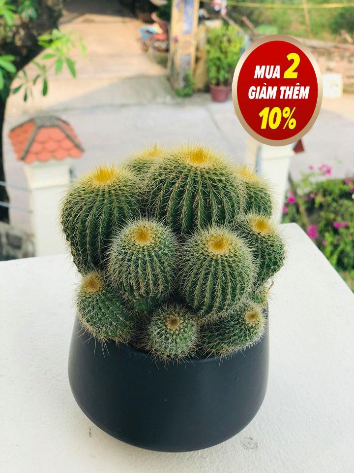 Cây Xương rồng vàng to Cây khỏe mạnh không sâu bệnh Kích thước 10x10x20 cm Cây xương rồng tượng trưng cho người cứng rắn mạnh mẽ nhưng giàu tình cảm mà luôn giấu trong lòng