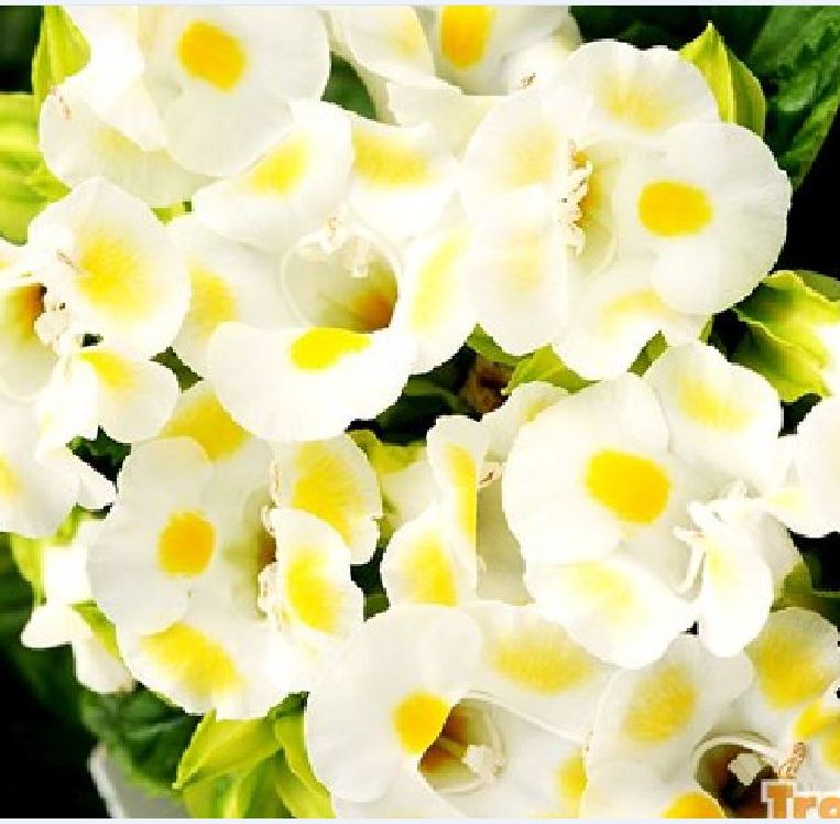 Túi 10 Hạt giống hoa Mắt nai mix