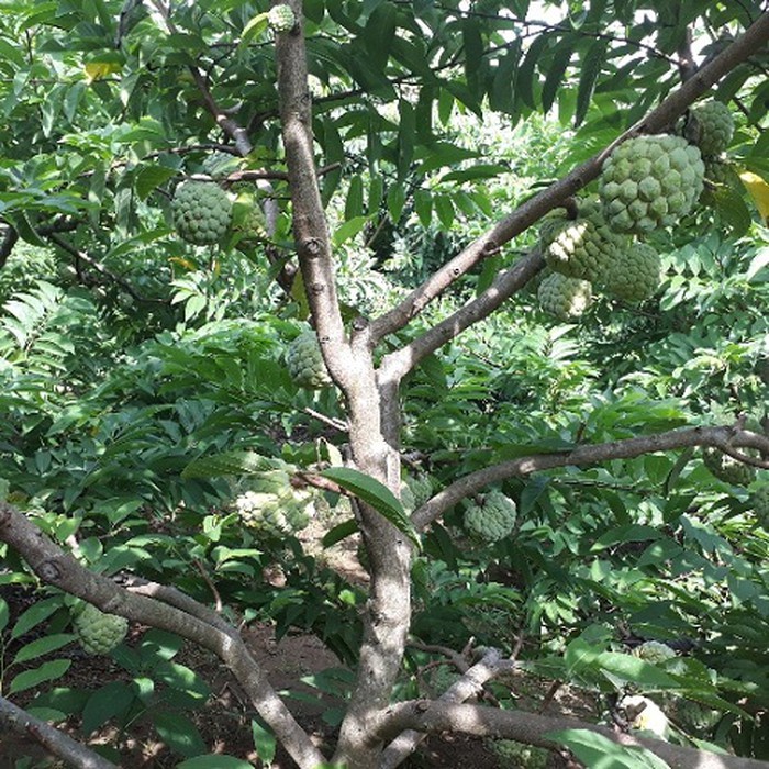 Cây giống na dai thơm ngon trái to (mãng cầu ta)