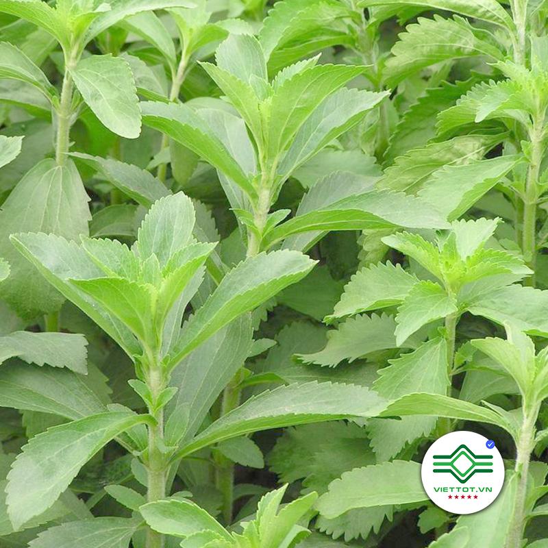 Cỏ ngọt nguyên lá 1kg VT012