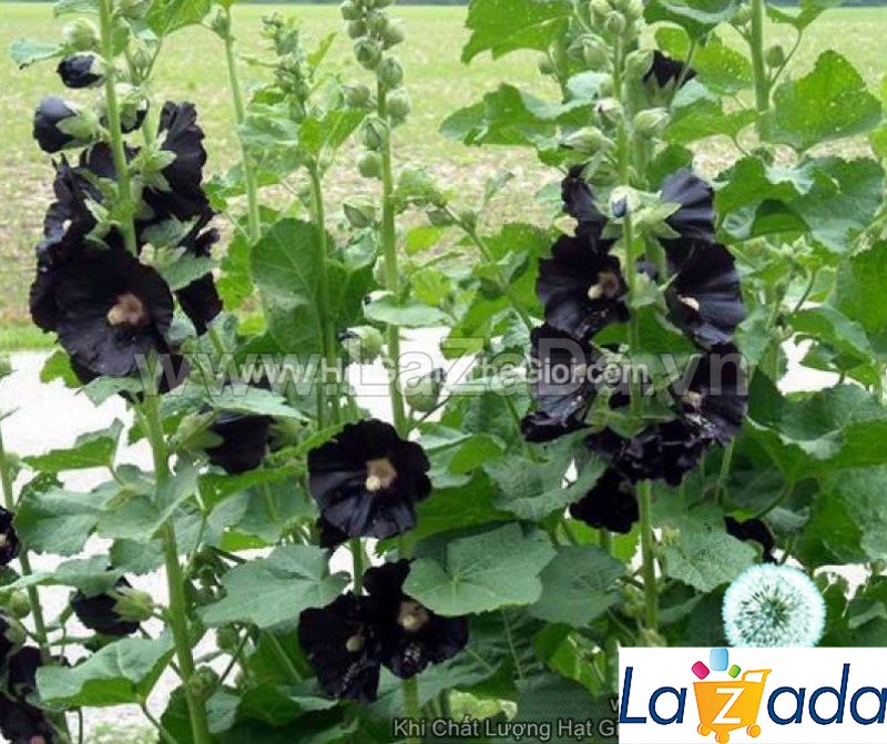 1Gr 100.HAT Hạt Giống Hoa Mãn Đình Hồng Đen (KD| -KD: B18*V34*M211)
