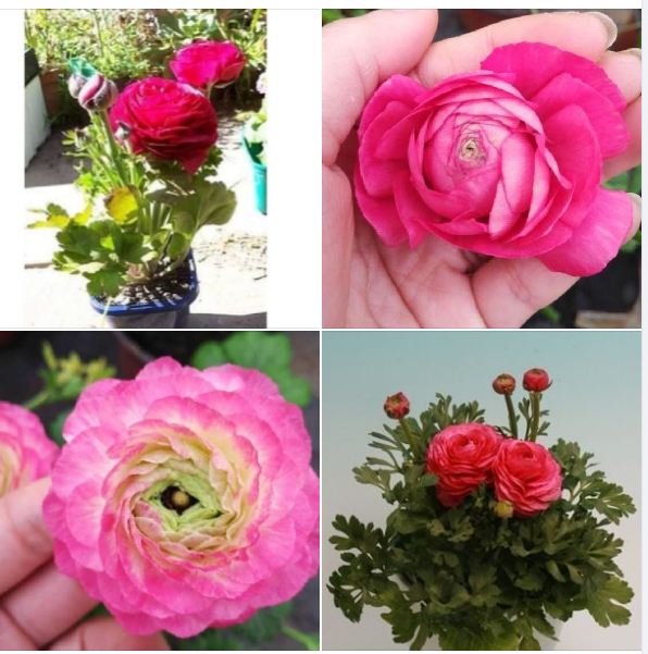 Củ hoa hồng mao lương màu hồng
