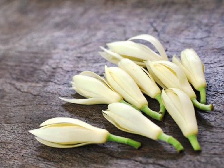 cây giống hoa ngọc lan trắng