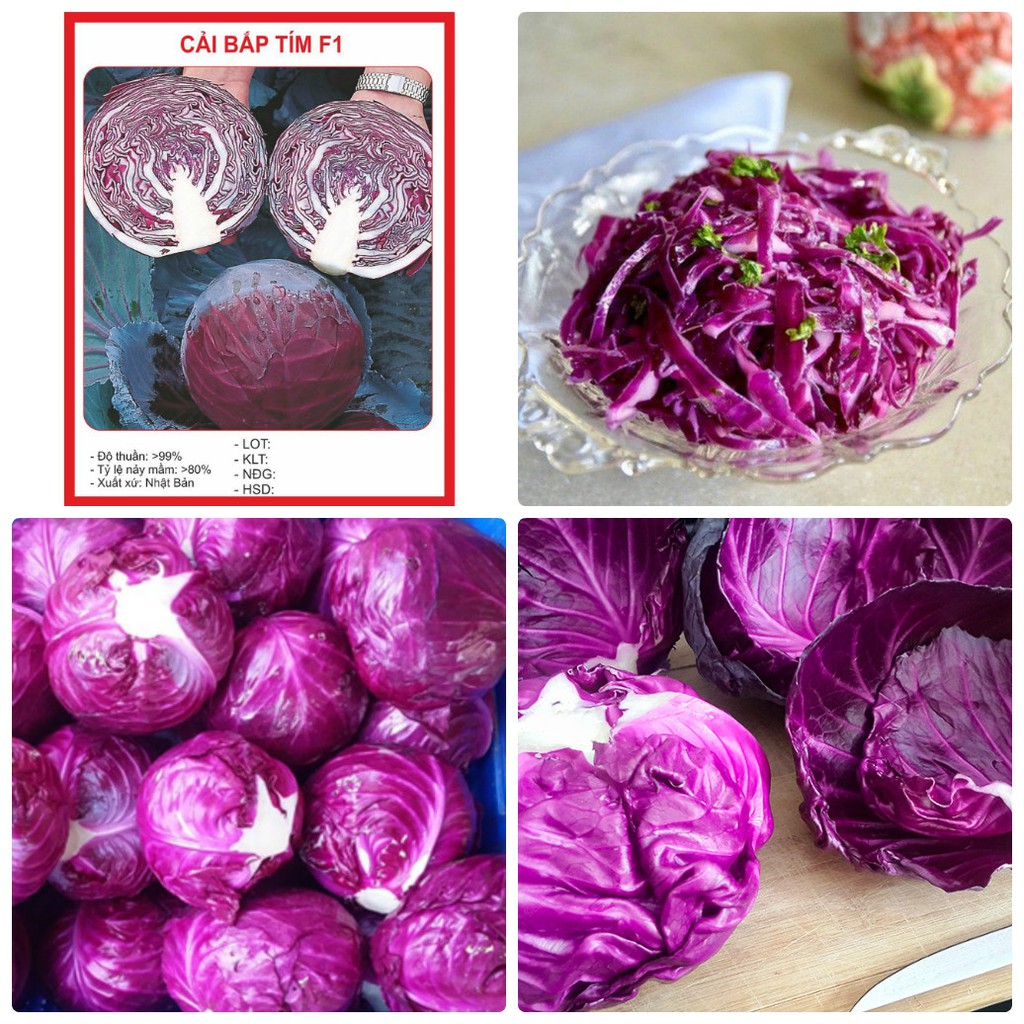 Hạt giống Cải bắp tím Kazo F1 – 0.5Gram ( 30 hạt)