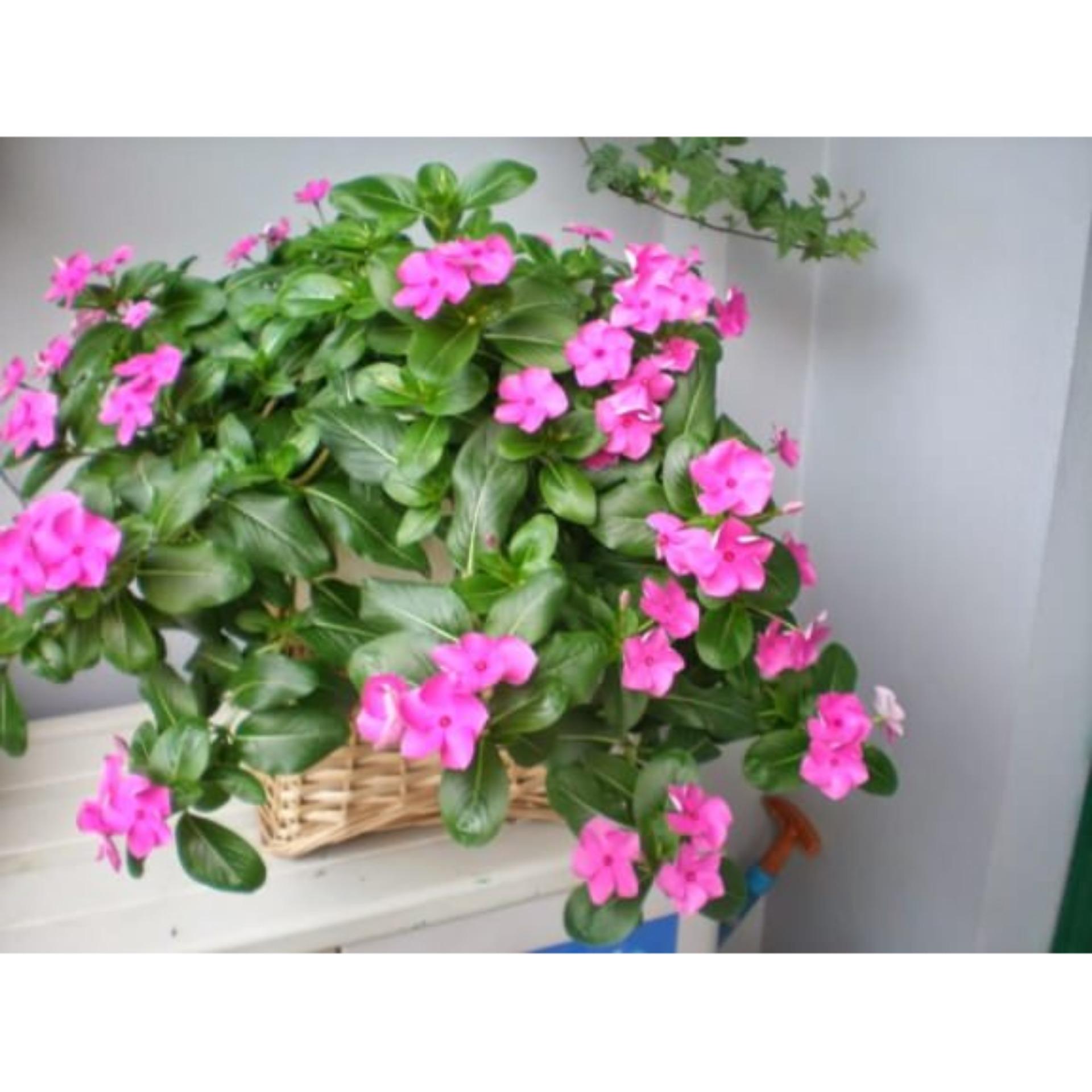 50 Hạt giống Dừa cạn hồng (tặng Kích nẩy mầm, Hướng dẫn ươm)