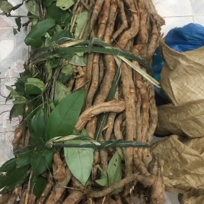 Sỉ toàn quốc 1kg rễ sâm xuyên đá