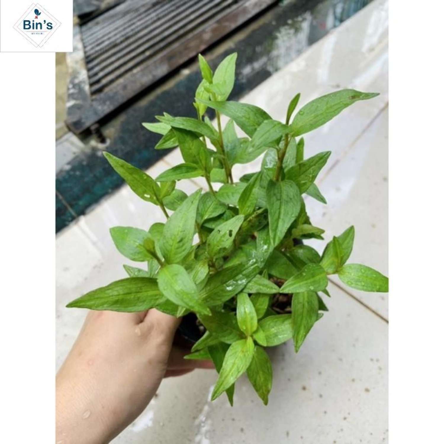 Bầu rau giống RAU RĂM.