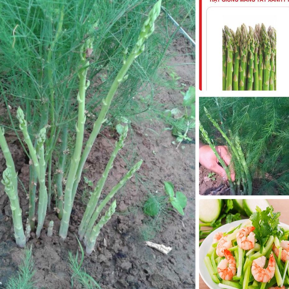 Hạt giống Măng Tây xanh-gói 20 hạt(tặng kèm phân bón)