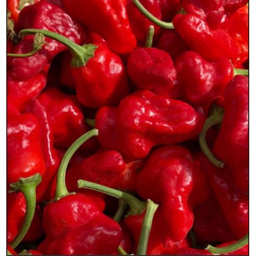 Gói 10 hạt giống ớt Jamaica đỏ