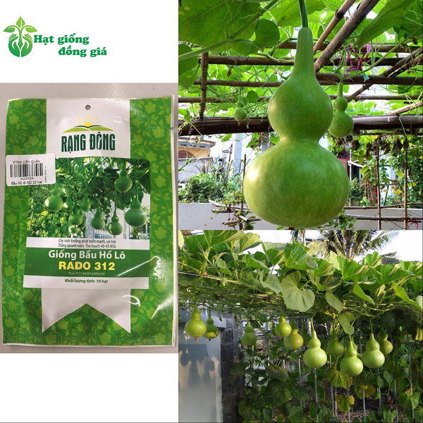 Hạt Giống Bầu Xị 518 Rạng Đông Gói 2Gram