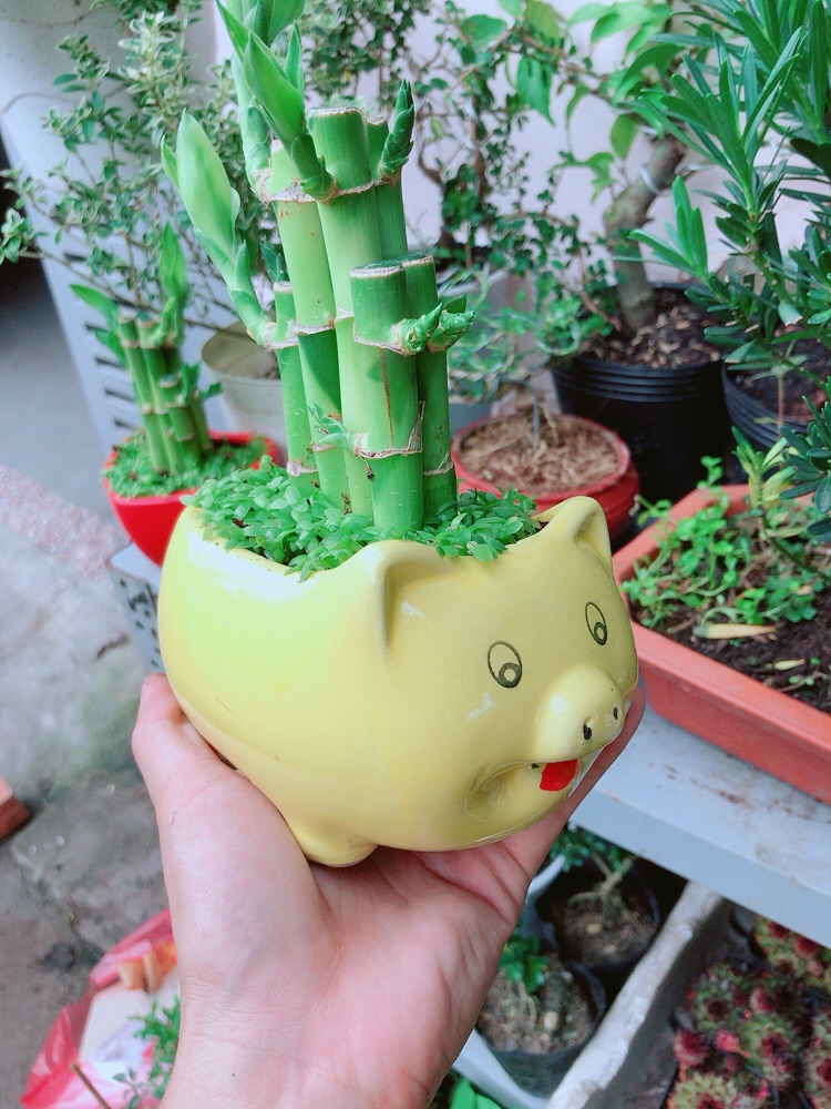 Chậu Cây Trúc Phát Tài Heo Vàng