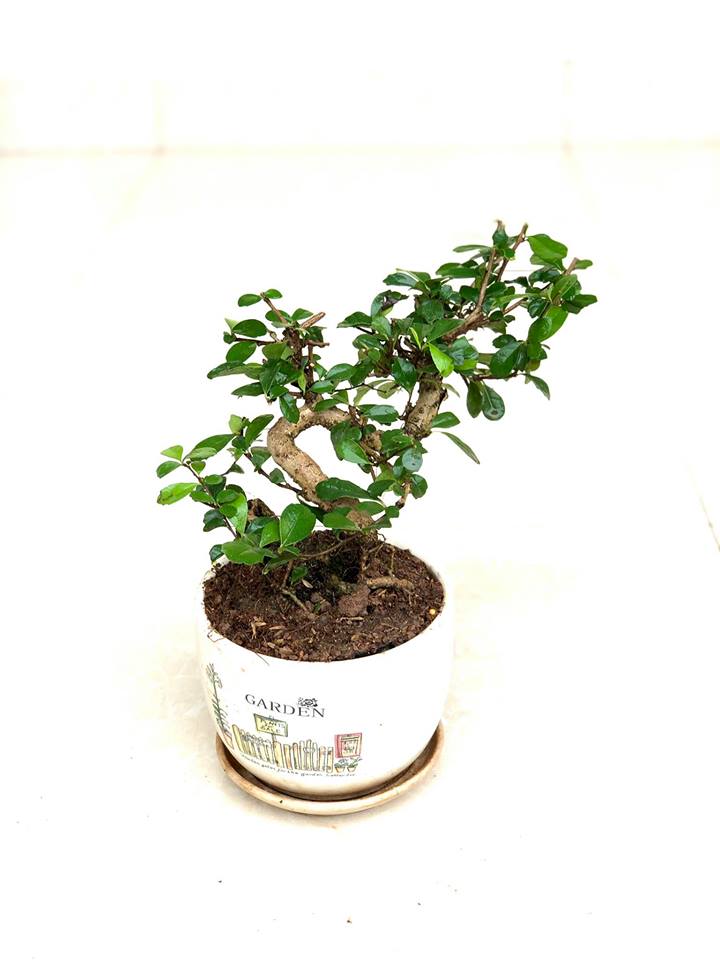 Cây duối nhật bonsai
