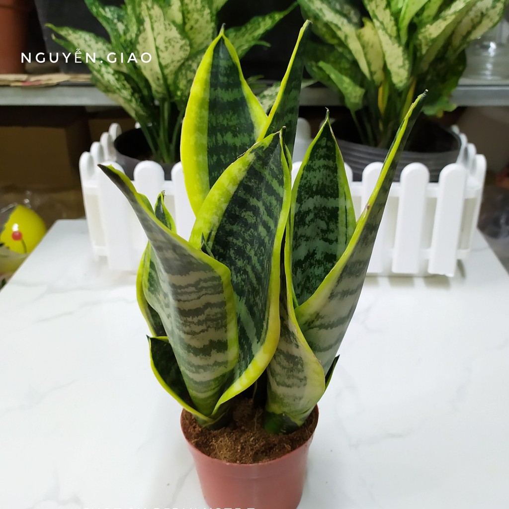 Cây cảnh mini - Cây Lưỡi Hổ Viền Vàng