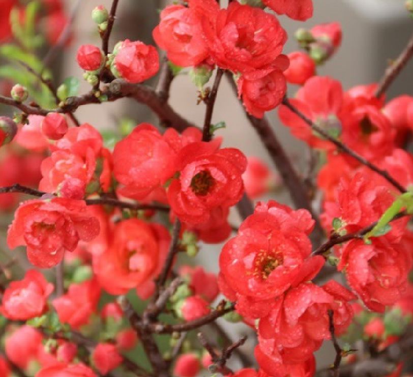 Hạt giống cây mai trung quốc hoa đỏ - 5 hạt