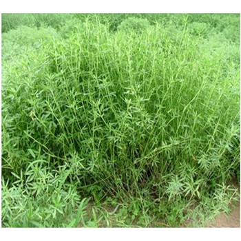Gói 100gr hạt giống cỏ đậu stylo