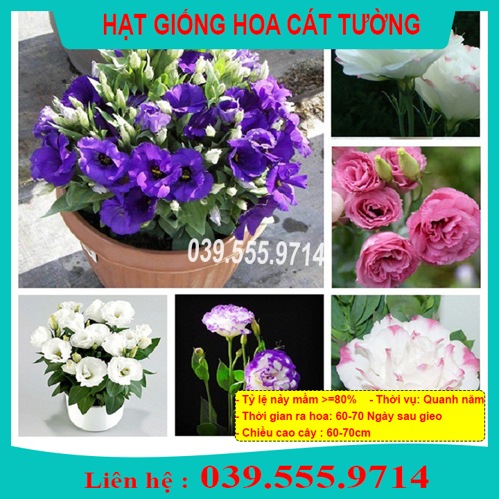 Hạt Giống Hoa Cát Tường