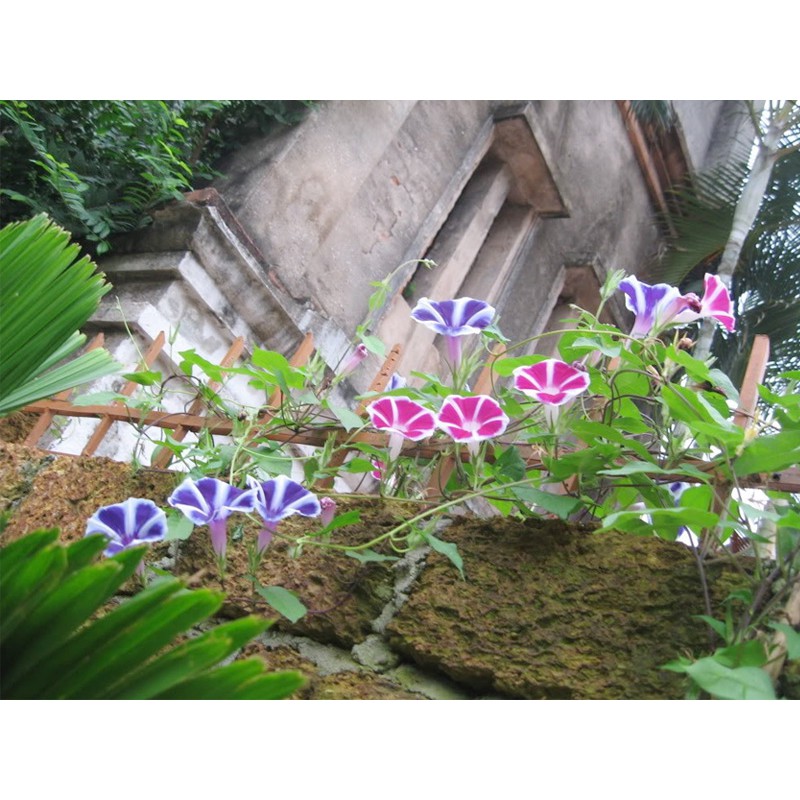 Hạt Giống Hoa Bìm Bịp - 30 Hạt