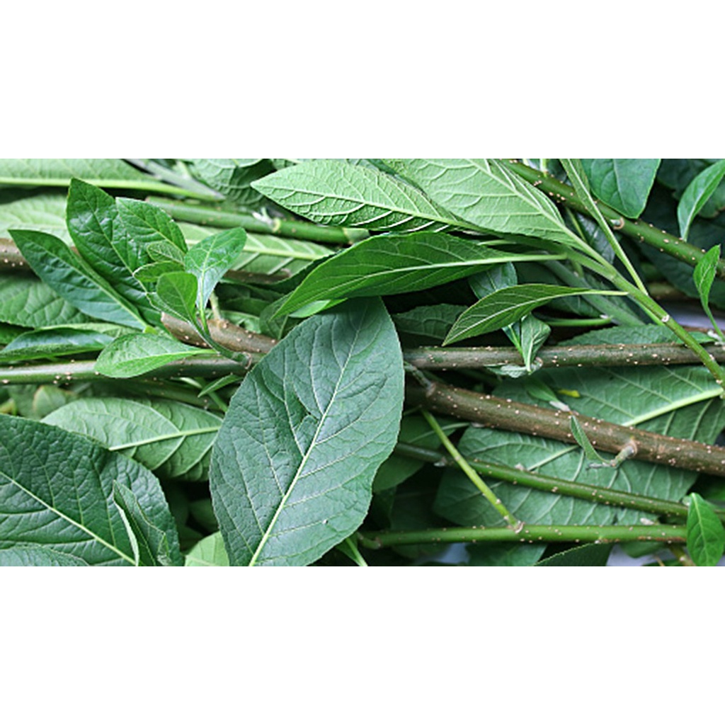 cây giống cây mật gấu (cây lá đắng)