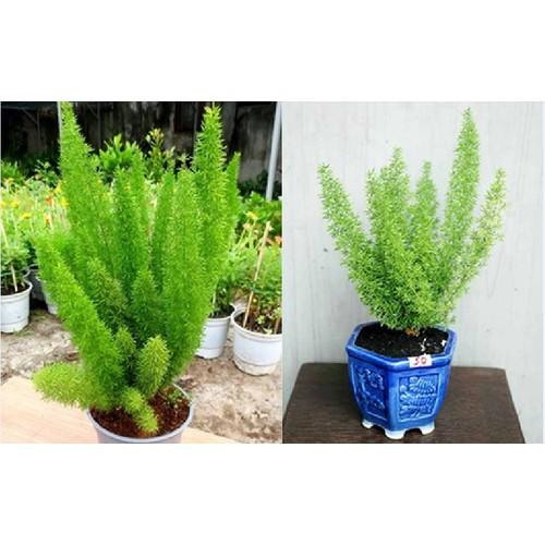 Hạt giống cây Tùng Đuôi Chồn -Trúc Thiên Môn 5 hạt