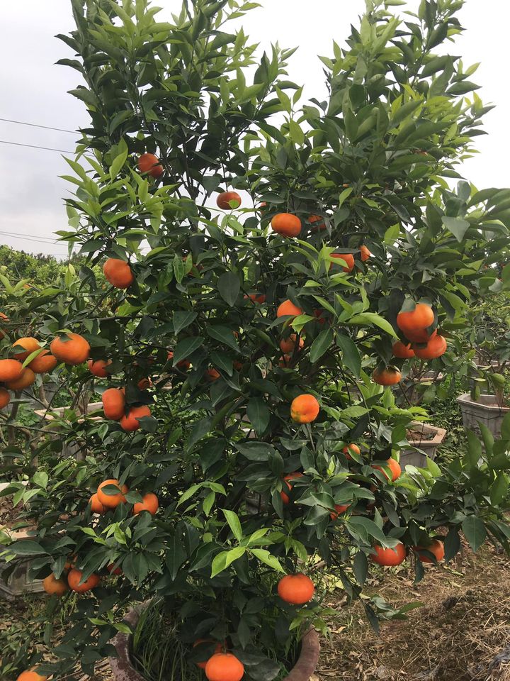 Cam đường canh siêu trái cây f1