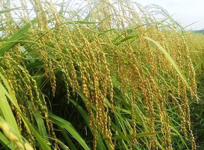 ĐẶC SẢN GẠO NẾP QUÝT ĐẠ TEH