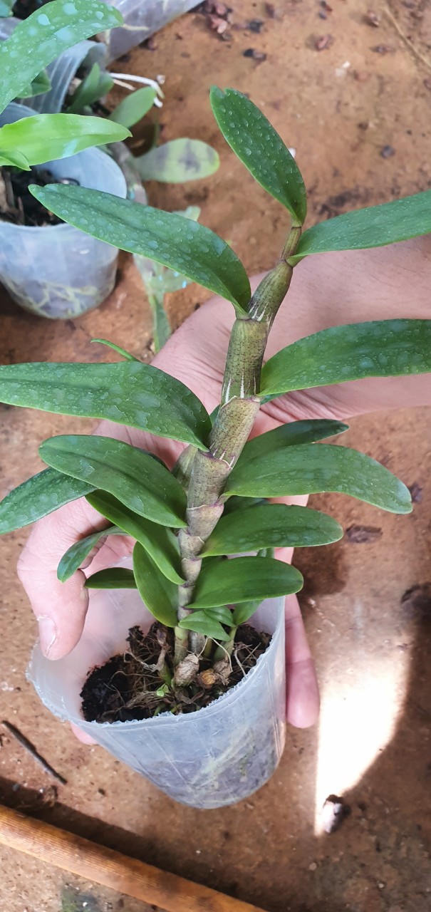 [Giá hủy diệt] phi điệp mắt đỏ tân lạc hòa bình rất đẹp mắt