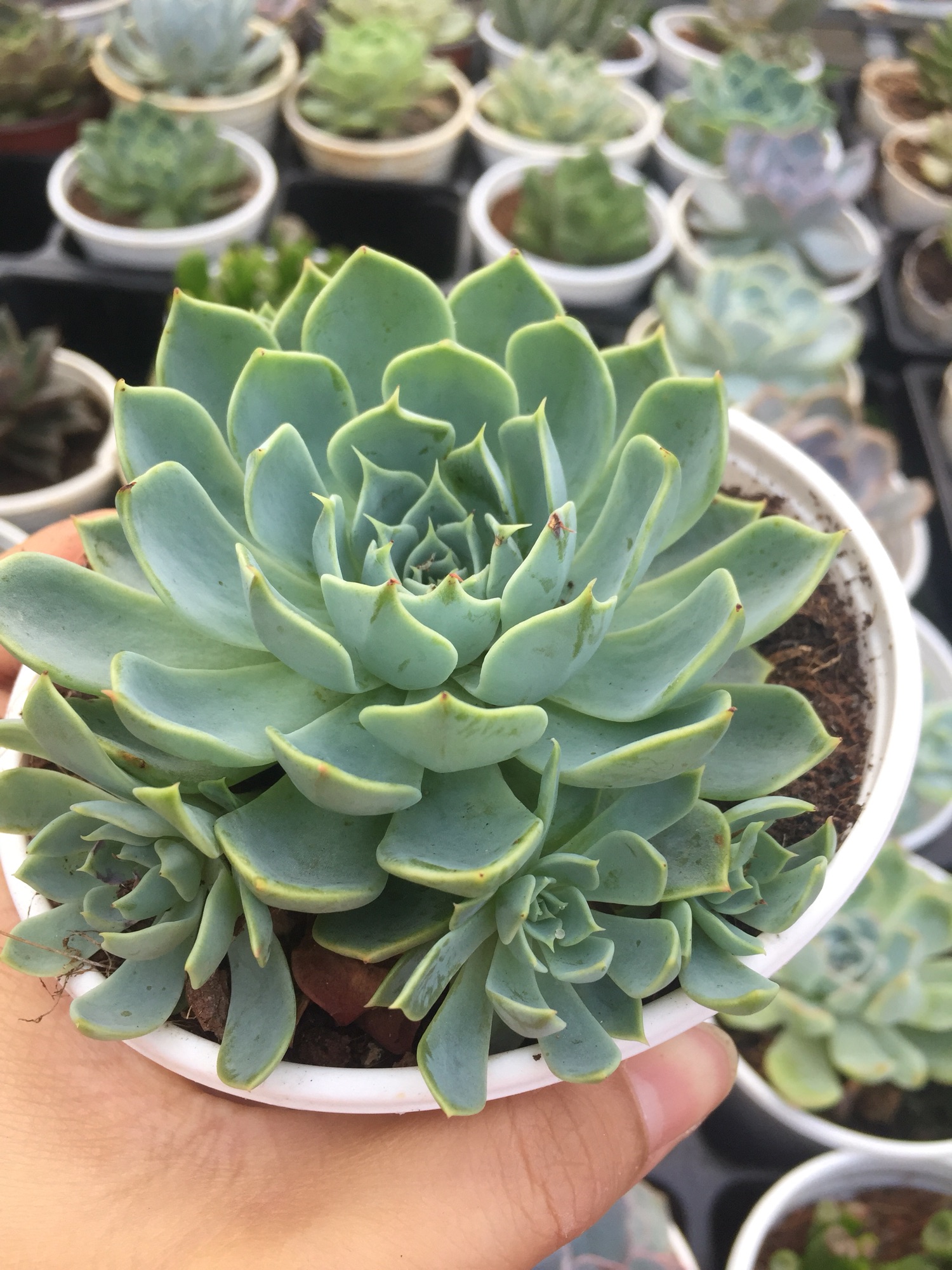 Sen Đá Thái Xanh nhiều con size lớn