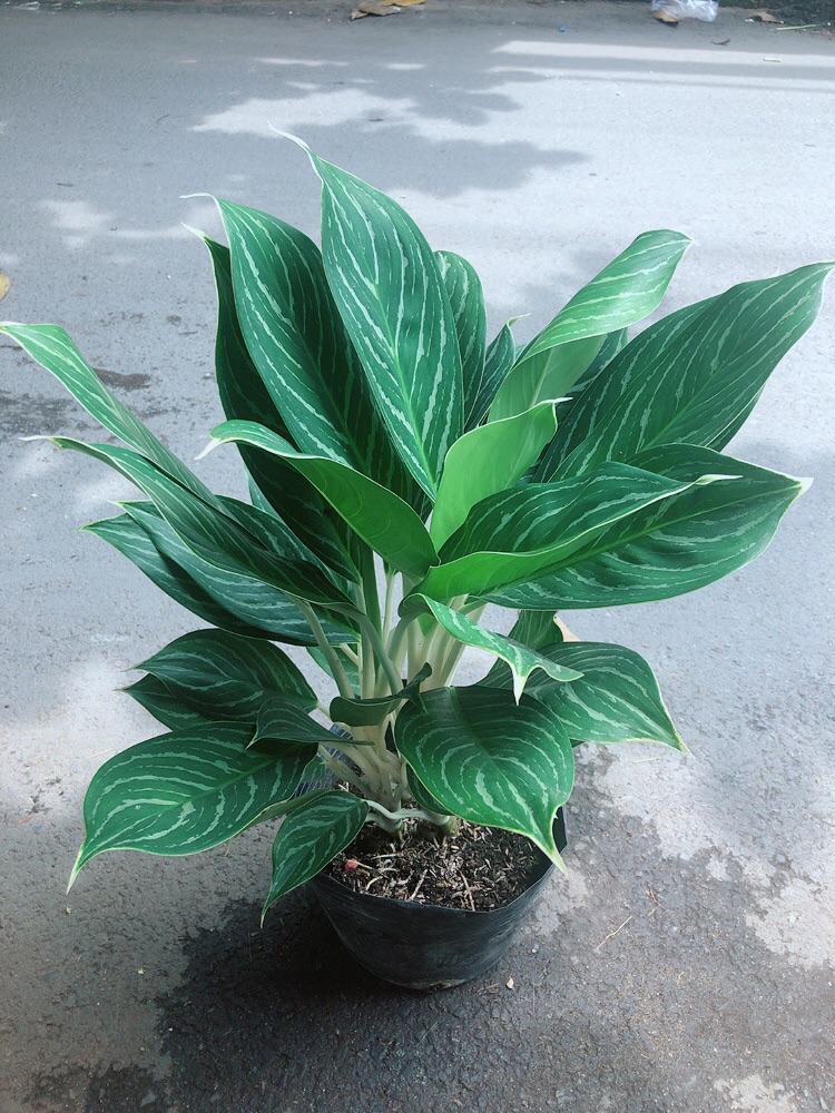 [HCM]Cây Bạch Mã Hoàng Tử
