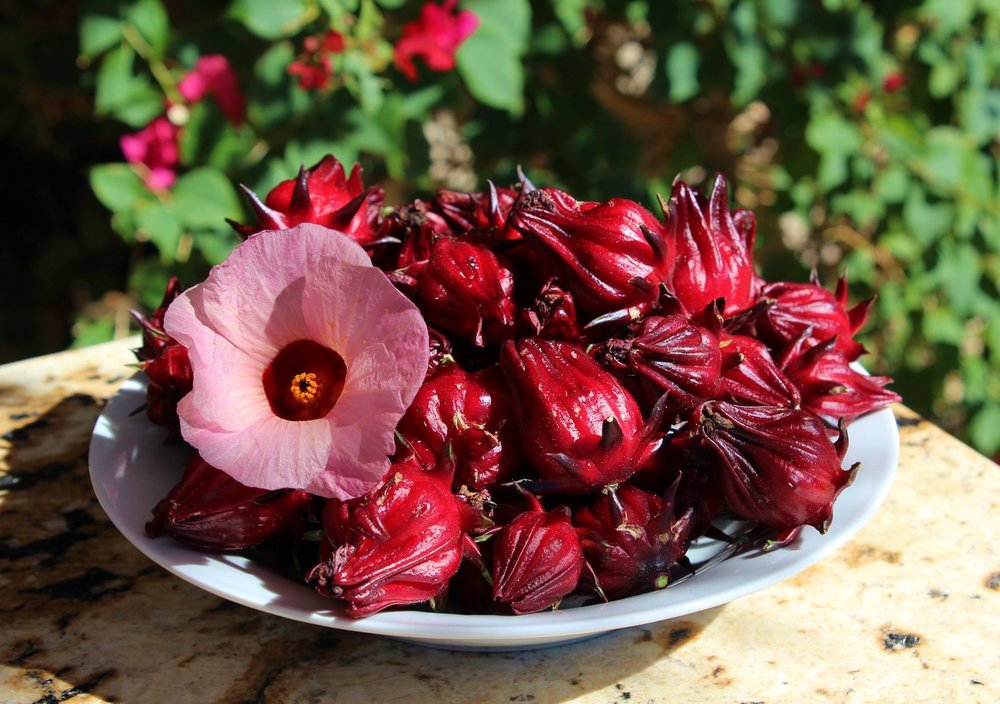 HẠT GIỐNG CÂY ATISO ĐỎ