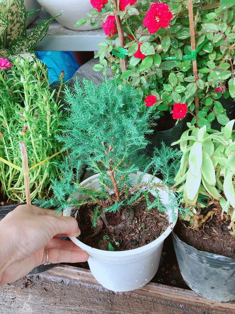 Chậu tùng bồng lai