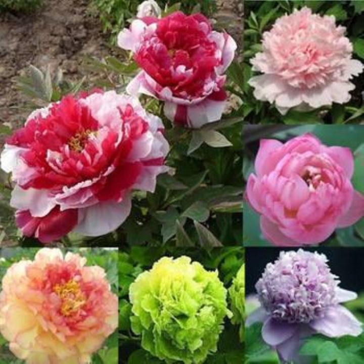 5 Hạt Giống Hoa Mẫu Đơn