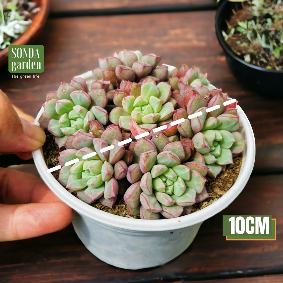 SEN ĐÁ KIM CƯƠNG TÍM SIZE TRUNG BÌNH LỖI 1 ĐỔI 1