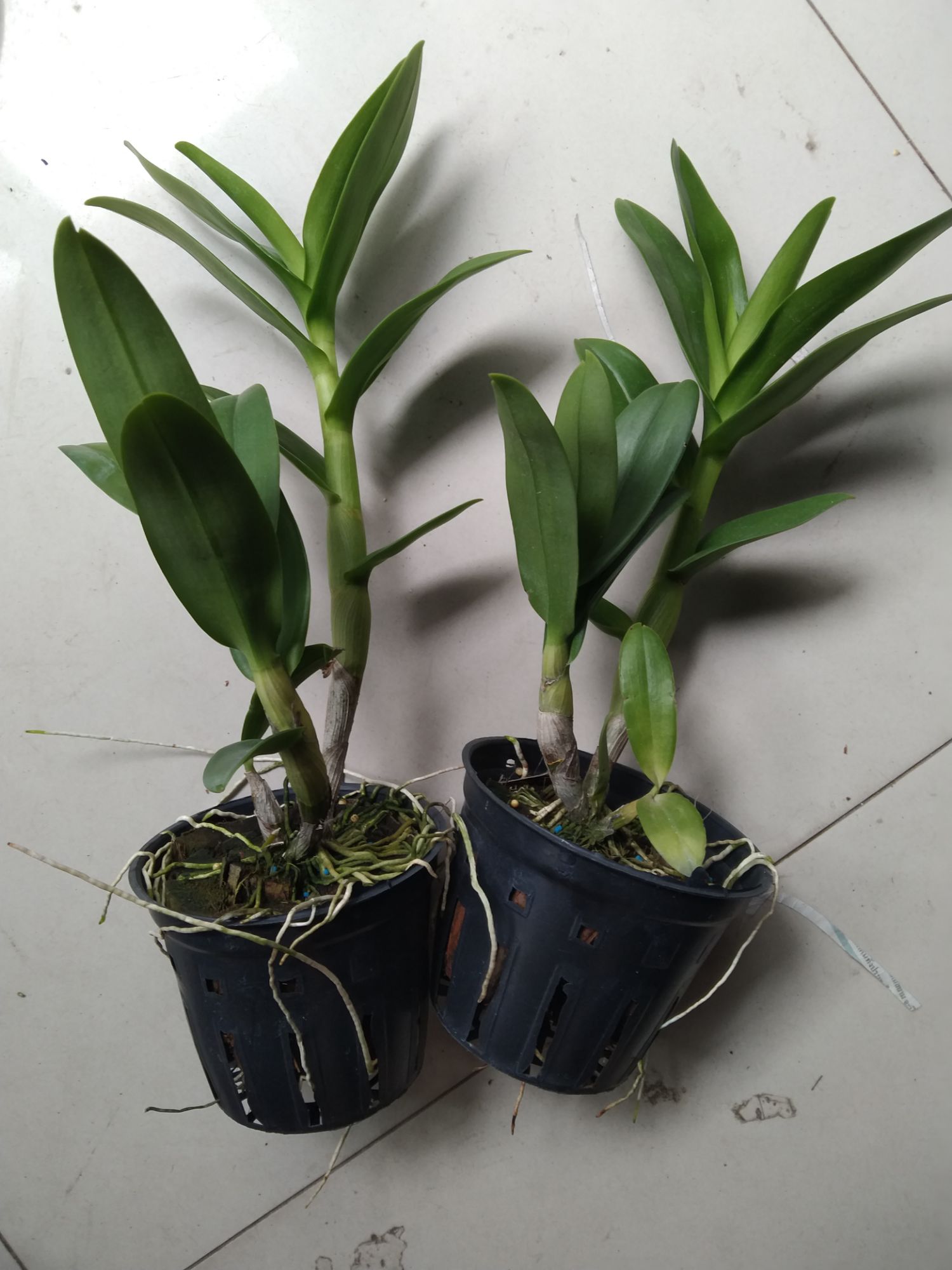 Denro hoa hồng trưởng thành (denro mặt quỷ)