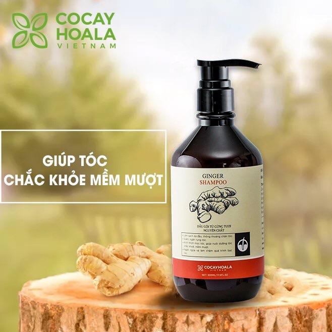 (cỏ cây hoa lá) Dầu gội gừng tươi