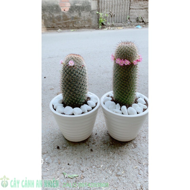 Xương rồng nở hoa 100k/chậu