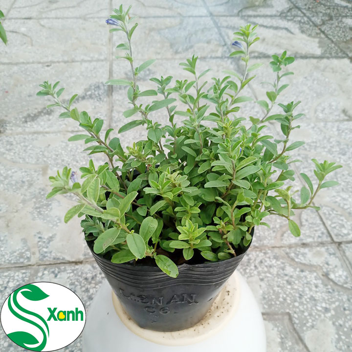 Chậu Cây Giống Hoa Thanh Tú