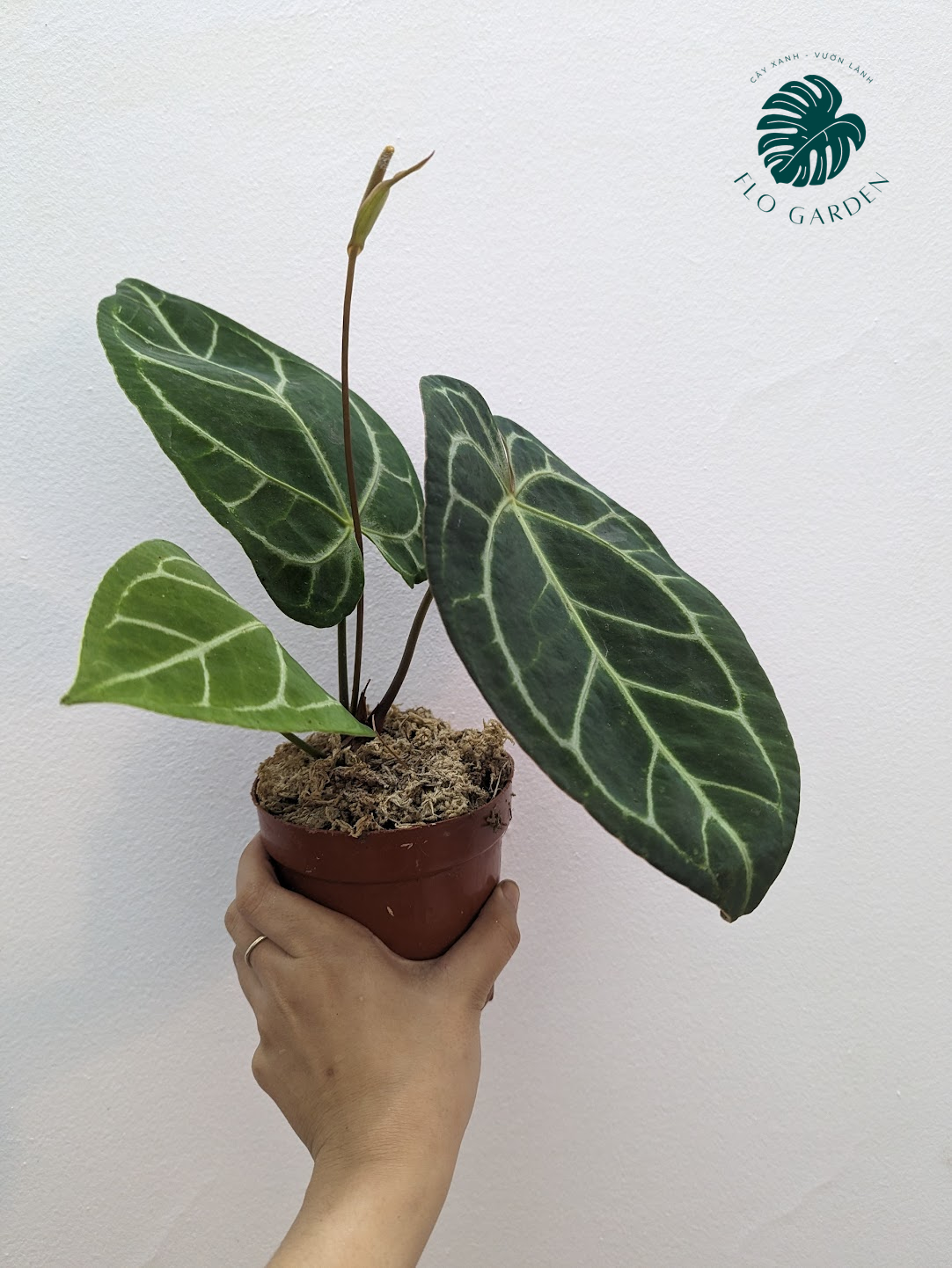 Cây Hồng Môn Anthurium Crystallium