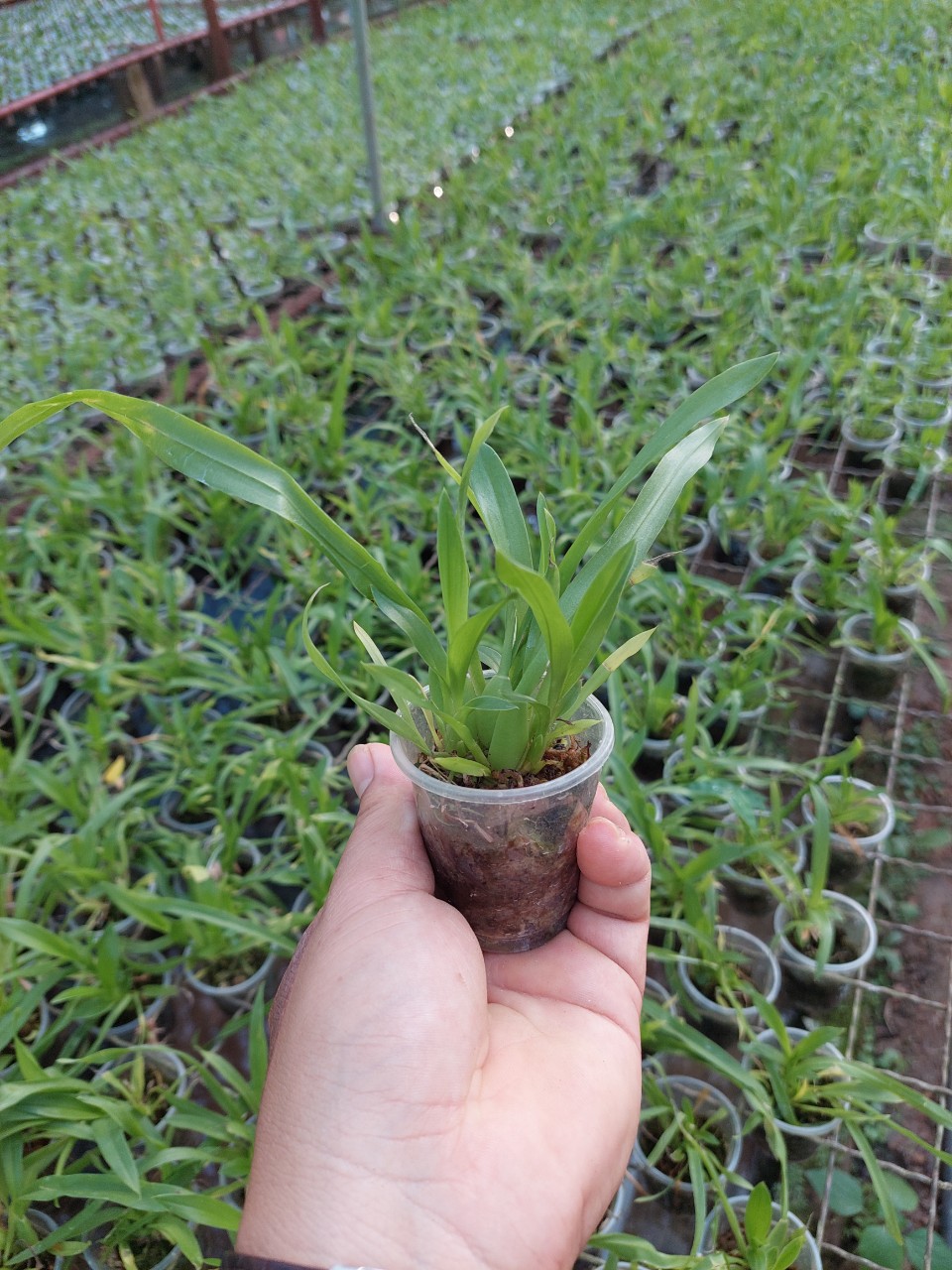 Lan Vũ nữ MTSSA.CAIRSS hàng giống NR