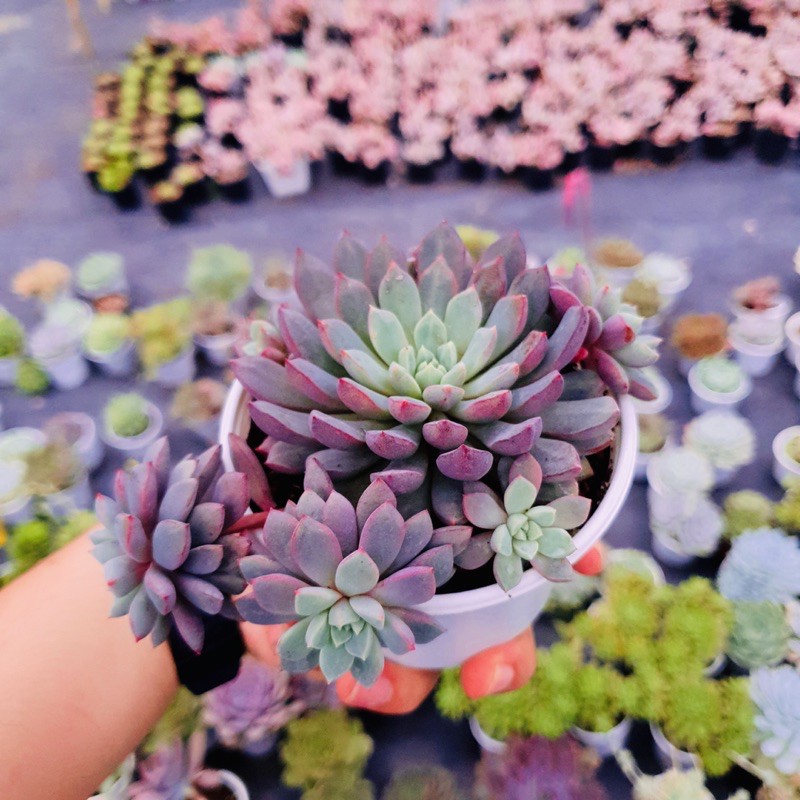 SEN ĐÁ KIM CƯƠNG TÍM SIZE TRUNG BÌNH LỖI 1 ĐỔI 1