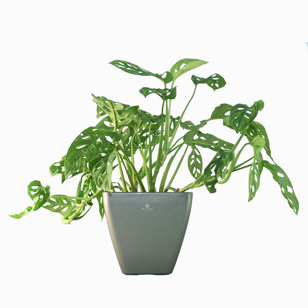 Cây trầu bà lỗ - Trầu bà cửa sổ - Cây phong thủy hút tài lộc - Monstera obliqua var.expilata