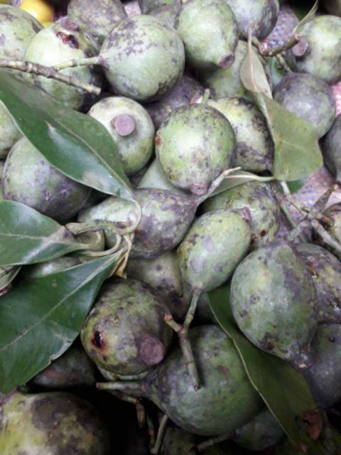 CÂY QUẢ DỌC NẤU CANH CHUA - CÂY GIỐNG