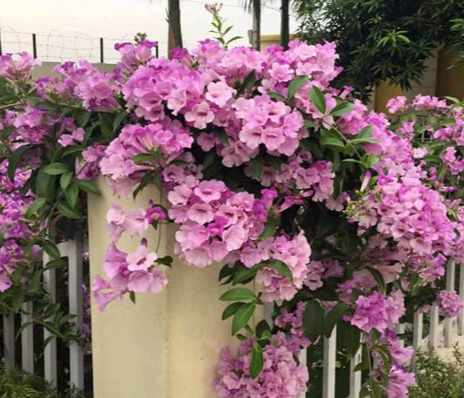 Lan tỏi cao 2 m  - Cây trưởng thành