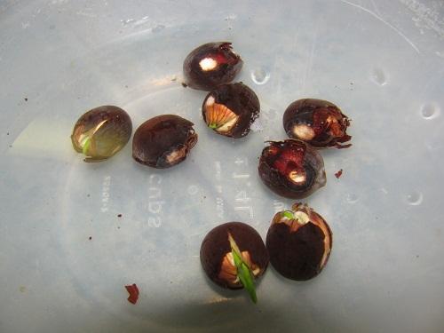 Hạt Giống Sen Lớn Trồng Ao Hồ gói 10 hạt