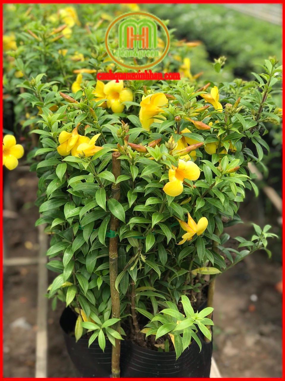 Cây huỳnh anh leo hoa vàng