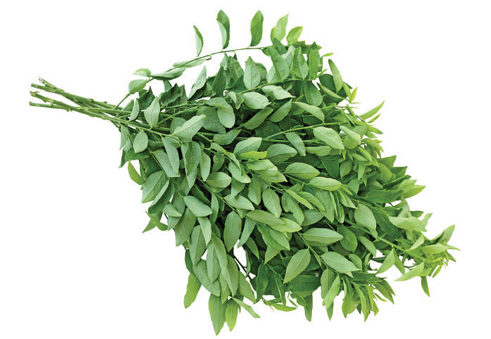 Hạt giống rau bồ ngót