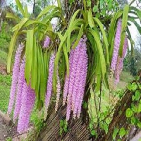 Hoa lan giáng hương đuôi chồn( cây to 30cm)
