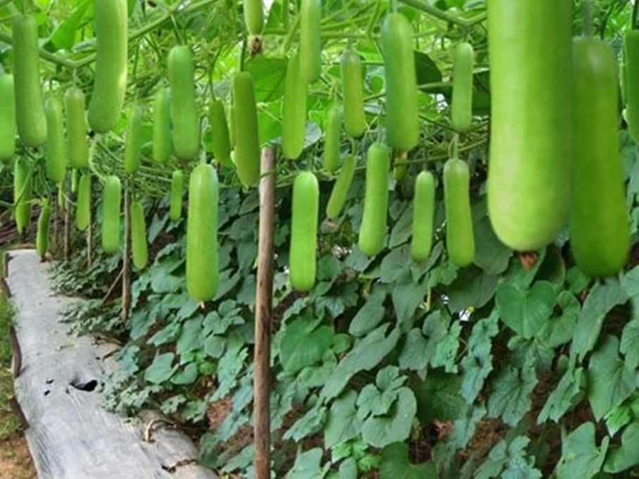 5 Hạt giống Bầu xị