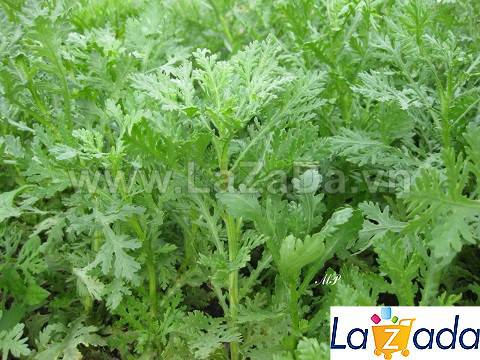 20Gr Hạt Giống Rau Tần Ô/ Cải Cúc Tẻ (A3.202| Y1*W65)
