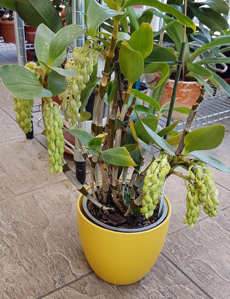 Cây lan kiều vàng
